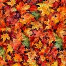 Patchworkbaumwolle EARTHLY DELIGHTS Marple Leaves Dan Morris QT Fabrics